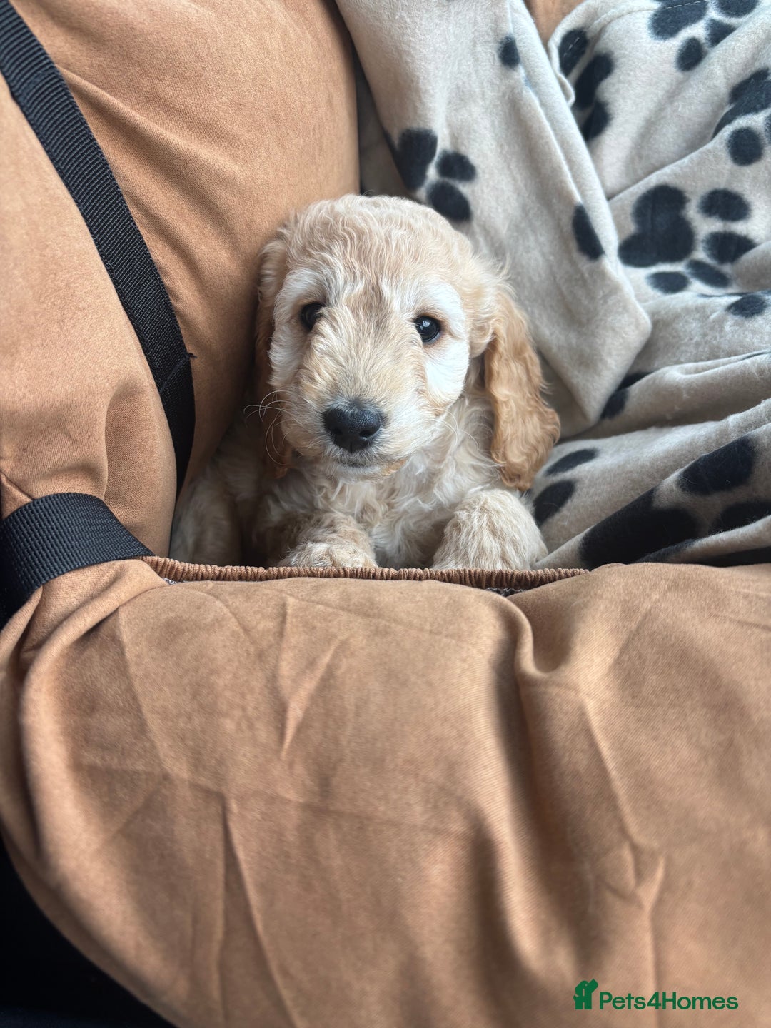 Cockapoo dogs for sale: Beautiful cockapoo - Image 1