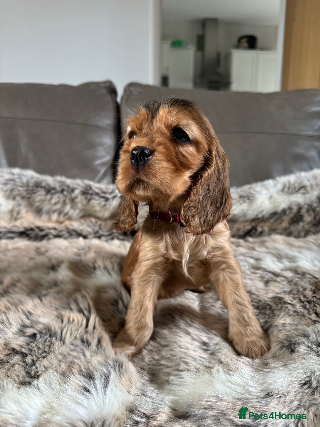 Cocker Spaniel dogs for sale: 🐶 Beautiful Show-Type Cocker Spaniel Puppies 🐶 - Advert 28