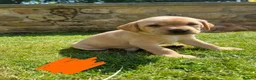 Labrador Retriever dogs for sale: Beautiful Fox Red Labrador Retriever Puppies  in Bishop Auckland - Advert 8