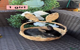 Mini Lion Lop rabbits for sale: 3 baby rabbits looking for their forever home - Image 5