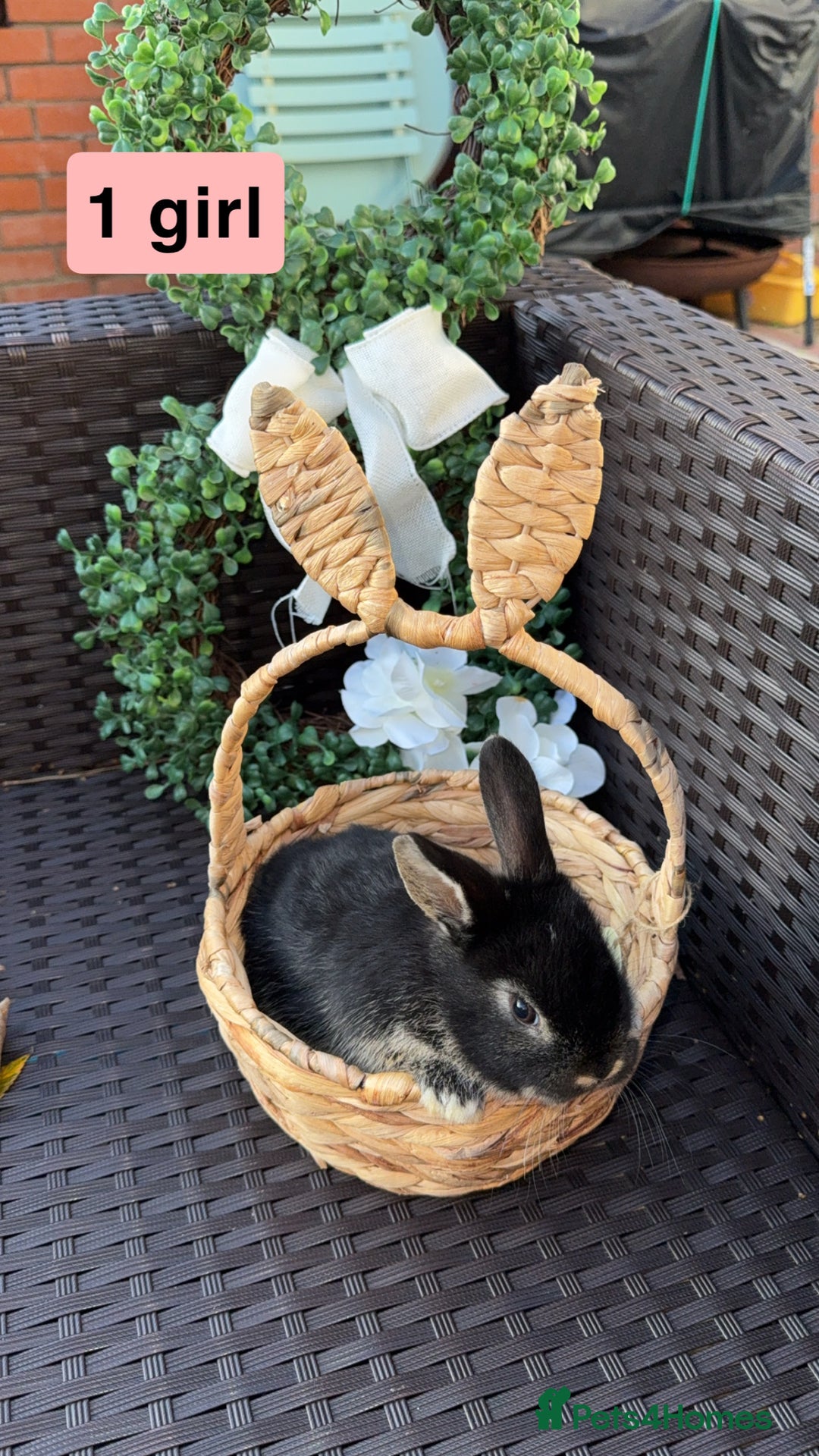 Mini Lion Lop rabbits for sale: 3 baby rabbits looking for their forever home - Image 5