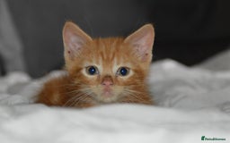 Domestic Shorthair cats for sale: Kittens - Image 2
