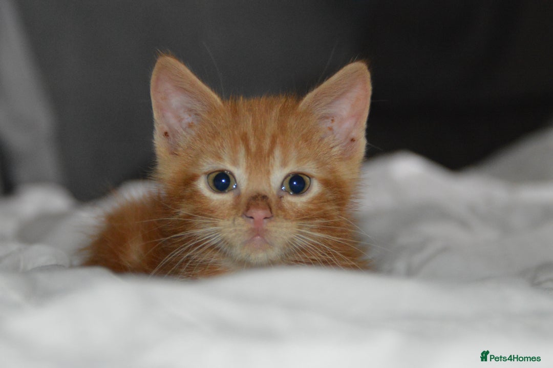 Domestic Shorthair cats for sale: Kittens - Image 2
