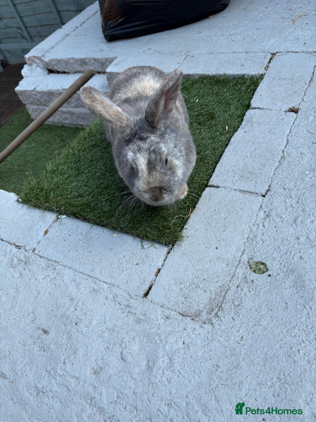 Mixed Breed rabbits for sale: Rabbit for sale - Image 3