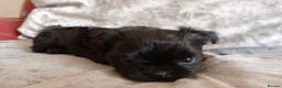 Mixed Breed dogs for sale: Imperial Shihtzu X Chihuahua Puppies  - Advert 27