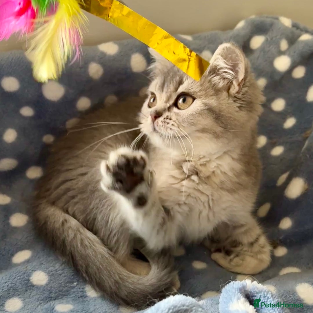 British Shorthair cats for sale: Blue Golden British Shorthair Female - Image 5