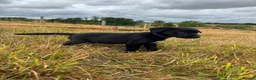 Borador dogs for sale: 4 Borador puppies for sale  - Advert 6