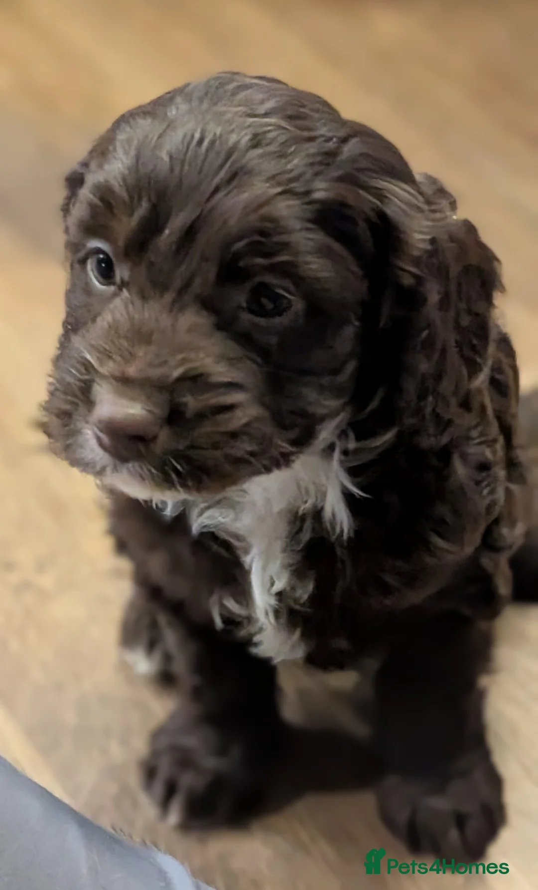 Cockapoo dogs for sale: Licensed breeder, health tested F1 cockapoo pups - Advert 14