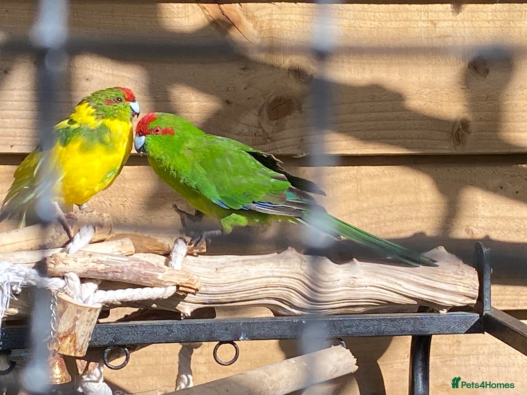 Parrots birds for sale: Shanti Wings Rescue in London  - Image 5