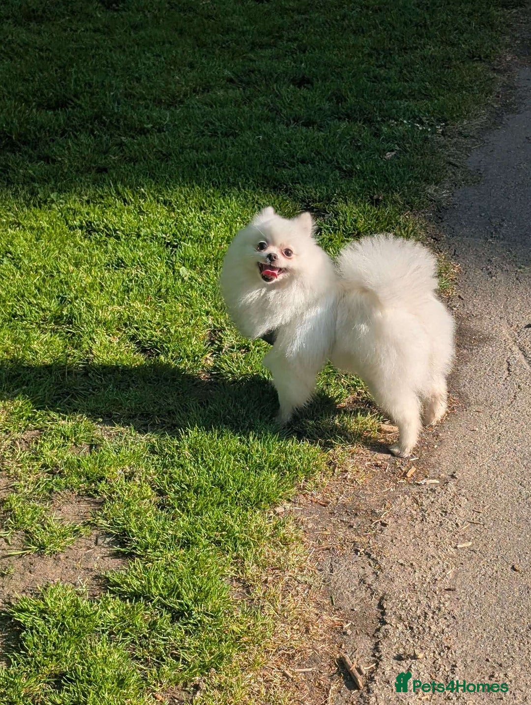 Pomeranian dogs for sale: ☁️OUTSTANDING QUALITY POM GIRL☁️ - Advert 2