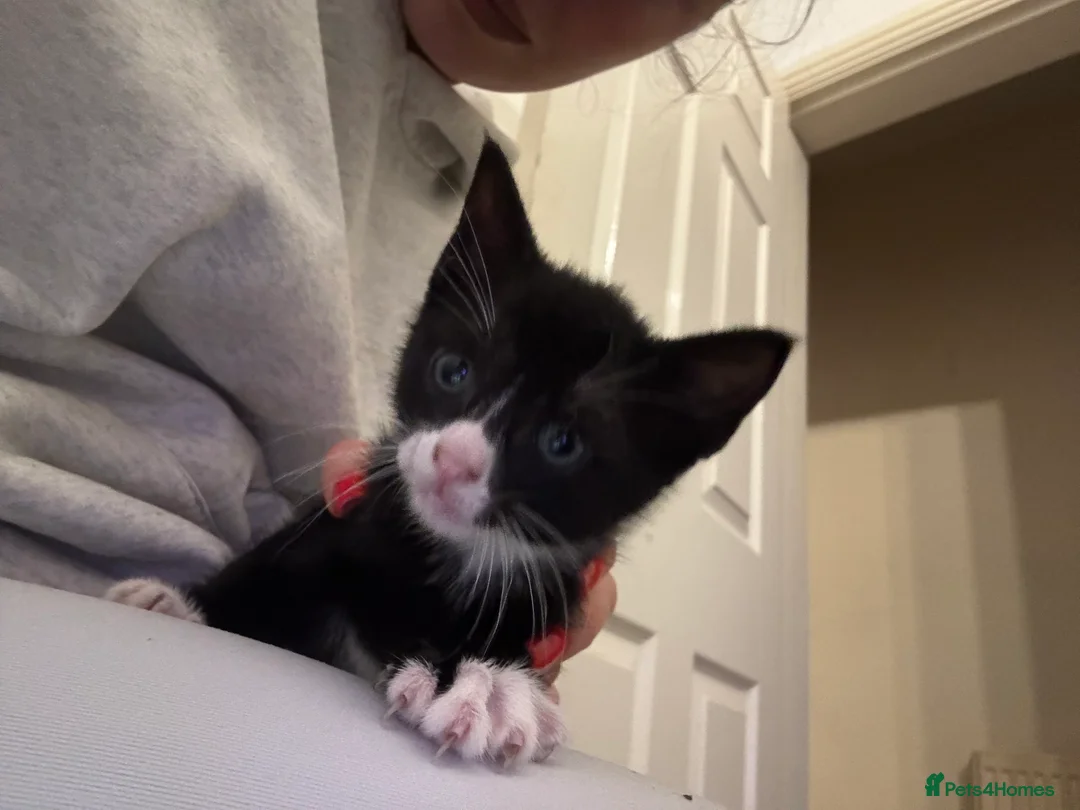 Mixed Breed cats for sale: Tuxedo and Bombay  kittens for sale  - Advert 4