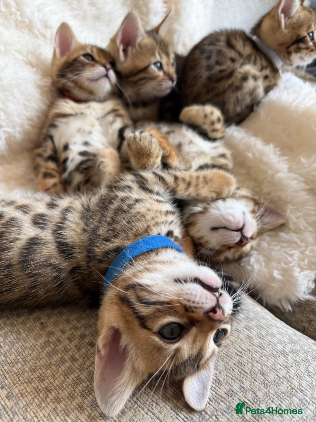 Bengal cats for sale: Pure Bengal kittens, both patents TICA registered. - Advert 1