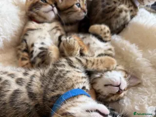 Bengal cats Pure Bengal kittens, both patents TICA registered. - Advert 6