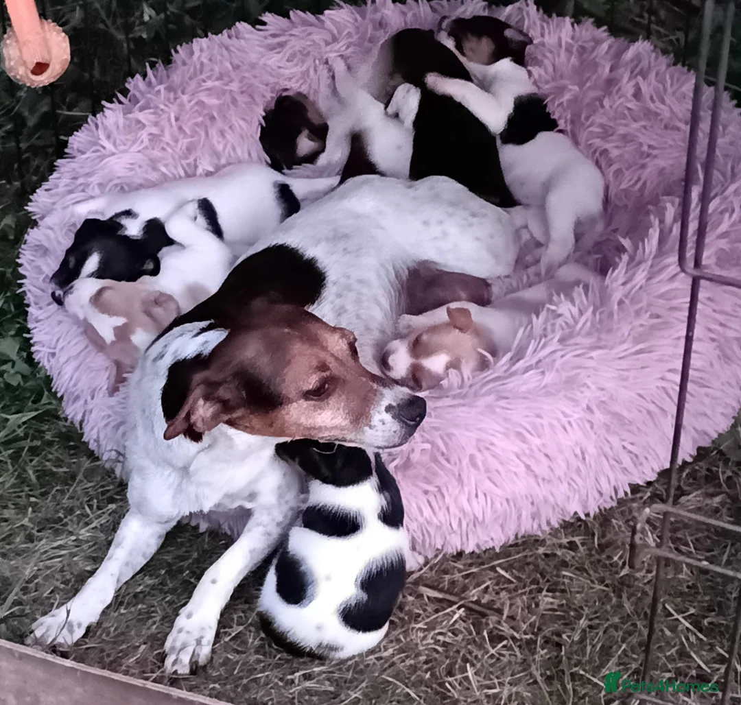Jack Russell dogs for sale: TRADITIONAL JACK RUSSELL FROM WORKING ORGANIC FARM - Advert 1