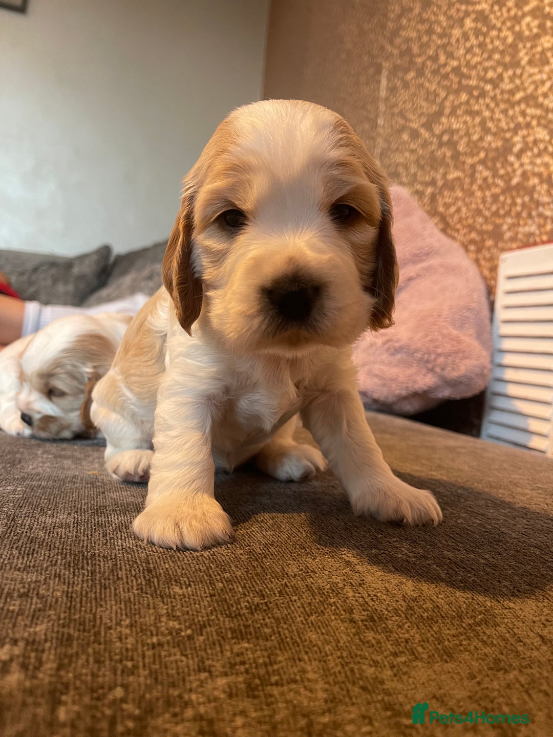 Cocker Spaniel dogs for sale: Top class cocker spaniel puppies  - Image 13