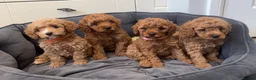 Cavapoo dogs for sale: Cavapoos Extensive DNA & Heart tested - Advert 7