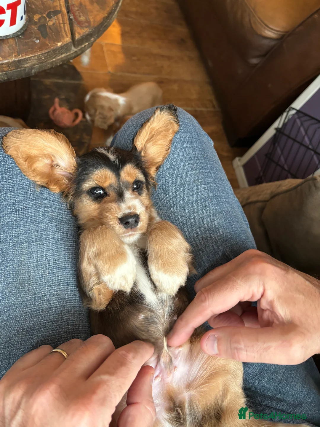 Gallery Image {{count}}