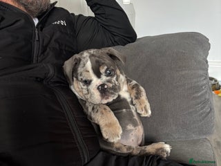 English Bulldog dogs LAST 3 GIRLS READY NOW - Advert 2