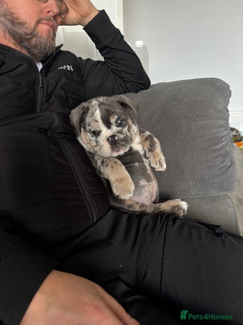 English Bulldog dogs LAST 3 GIRLS READY NOW - Advert 14