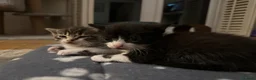 Mixed Breed cats for sale: Adorable kittens looking for their forever homes - Advert 21