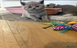 British Shorthair cats for sale: BEAUTIFUL BRITISH SHORTHAIR KITTENS - Image 17