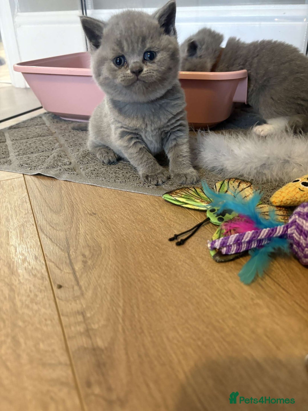 British Shorthair cats for sale: BEAUTIFUL BRITISH SHORTHAIR KITTENS - Image 17