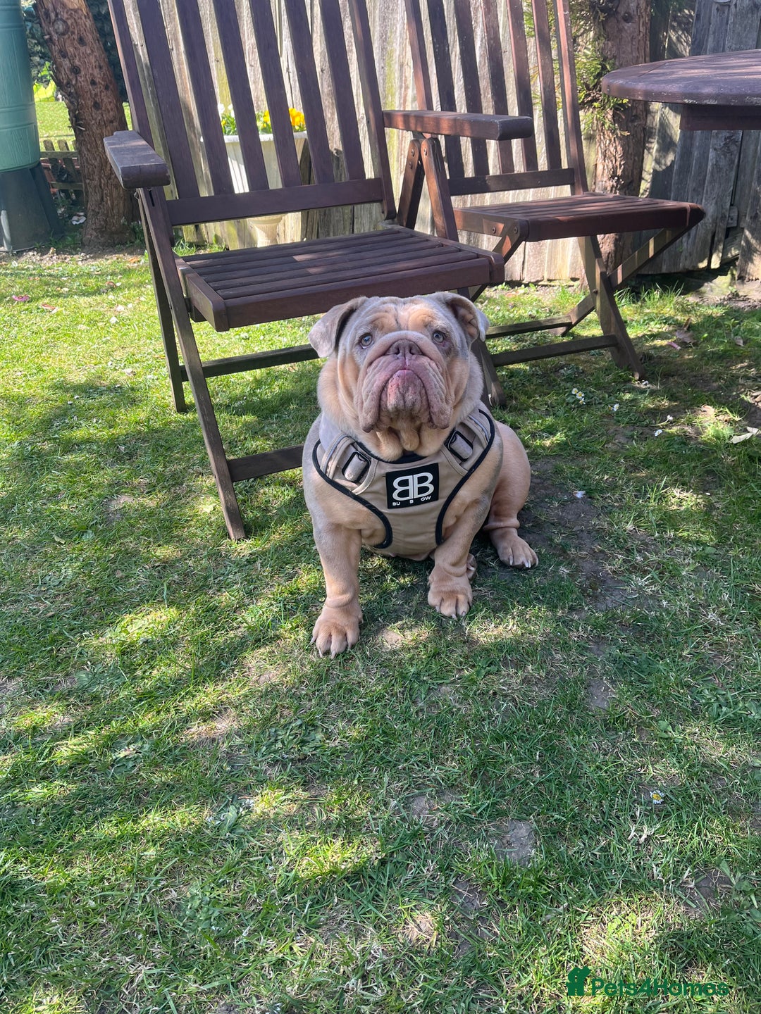 English Bulldog dogs for sale: Outstanding English bulldog  - Advert 5