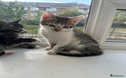 Bengal cats for sale: 6 Cross Bengal Kittens - Image 13