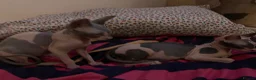 Sphynx cats for sale: Two gorgeous Sphynx kittens  in Sheffield - Advert 5