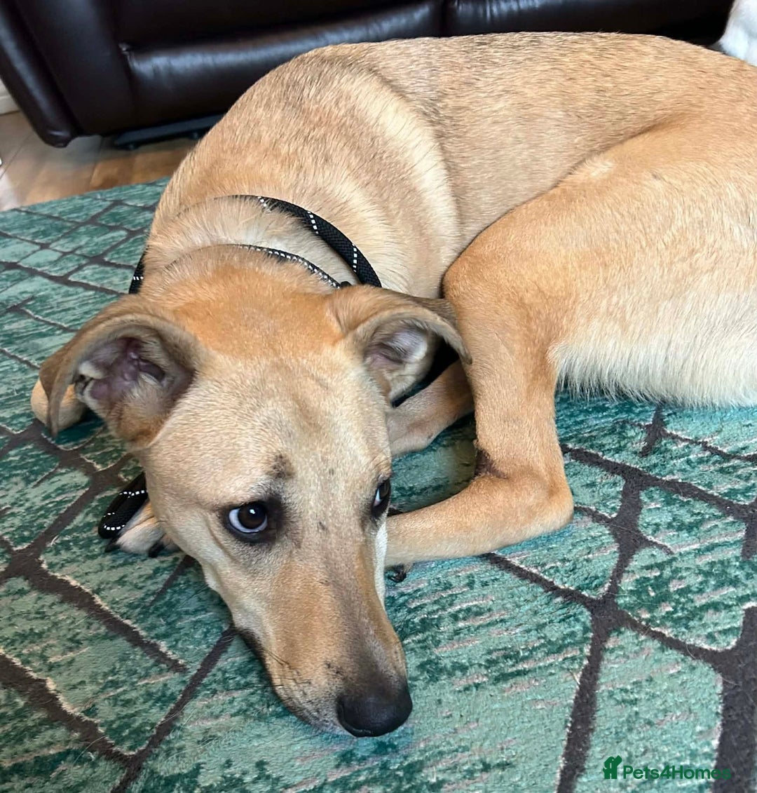 Mixed Breed dogs for adoption: Stanley - Advert 1