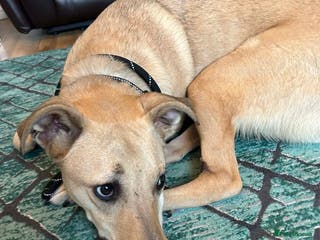 Mixed Breed dogs Stanley - Advert 3