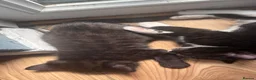 Mixed Breed cats for sale: Ready now half bengals  in Watford - Advert 8