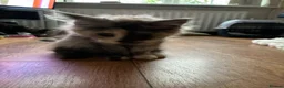 Maine Coon cats for sale: Purebred Maine Coon Kittens in Lisburn - Advert 11