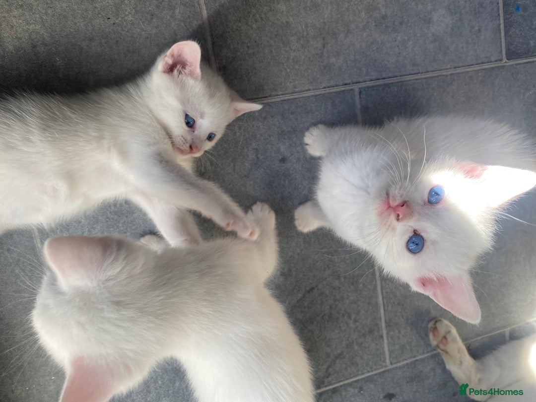Domestic Shorthair cats for sale: 2 blue eyed Girls  - Image 6