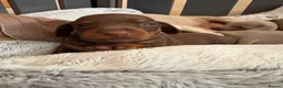 Miniature Dachshund dogs for sale: 🌟  Miniature Dachshund Pups!! KC & PRA clear🌟 in Saint Helens - Advert 25