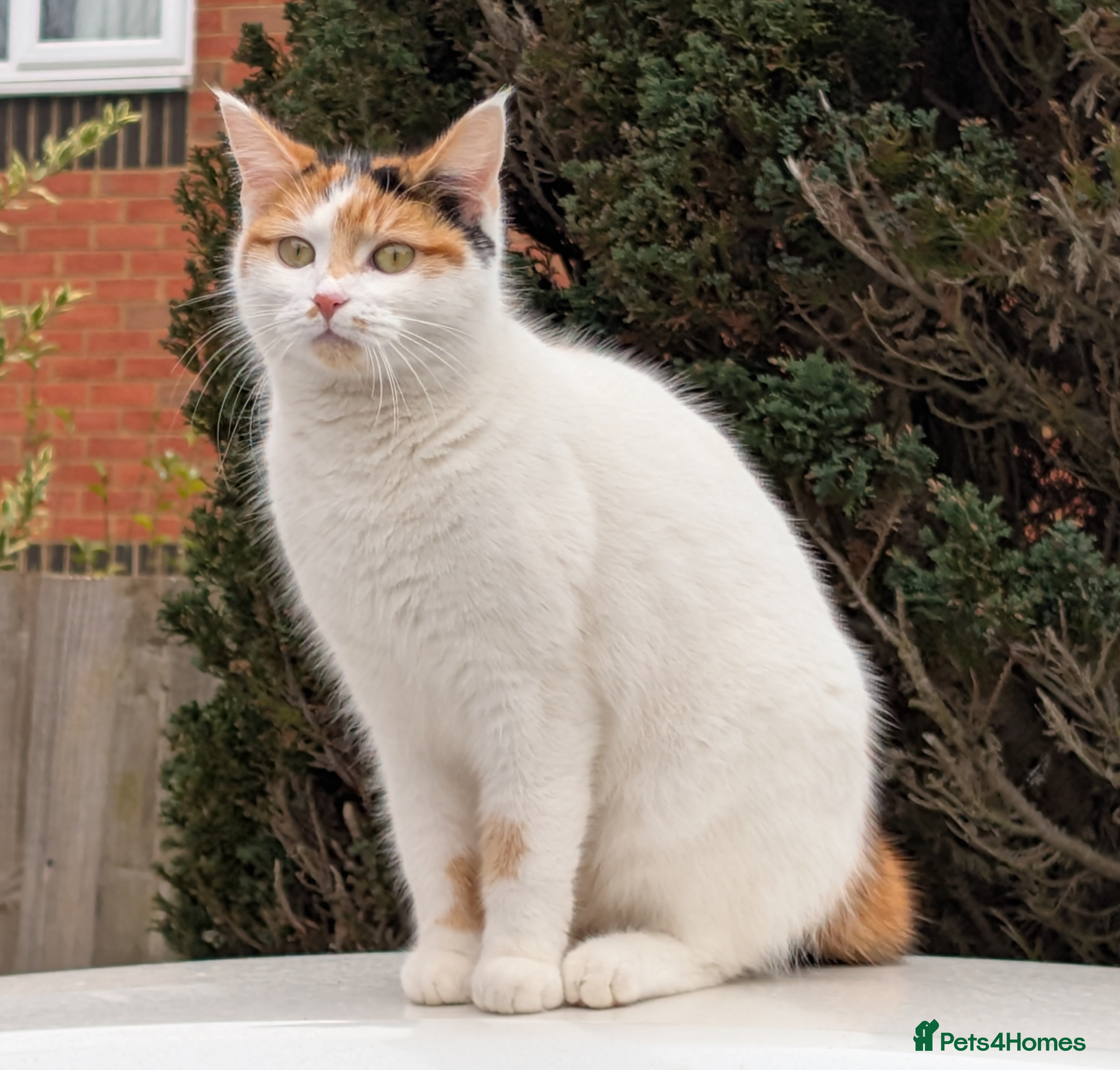 Mixed Breed cats Female cat in Northampton - Advert 7