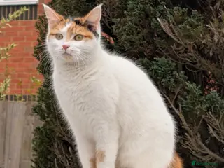 Mixed Breed cats Female cat in Northampton - Advert 7