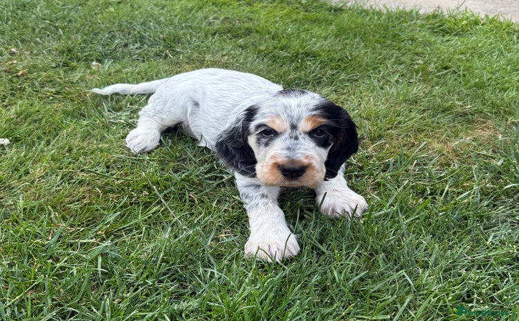 Cocker Spaniel dogs - Advert 4