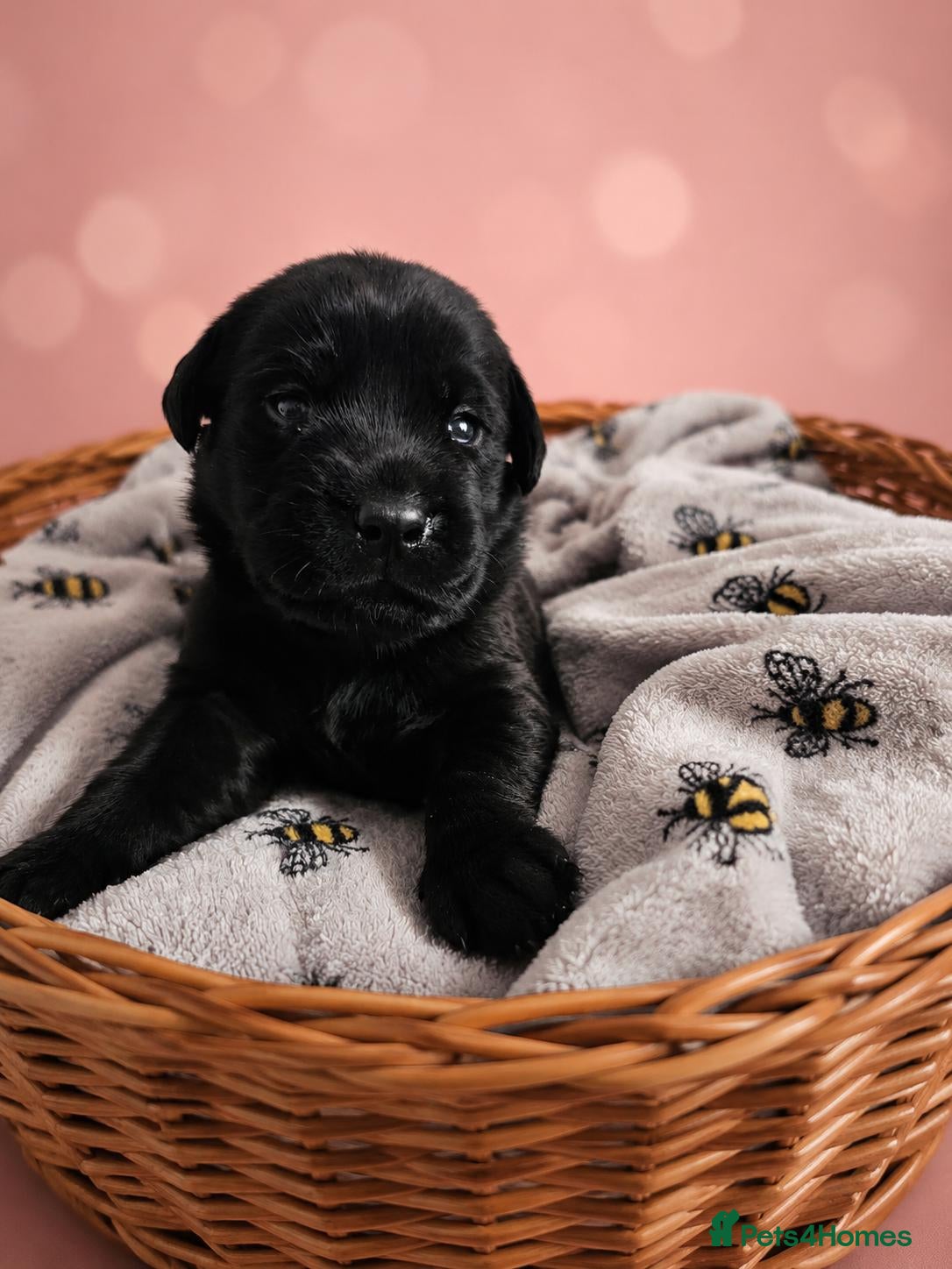 Labrador Retriever dogs KC registered Balck labrador retrievers - Advert 2