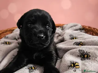 Labrador Retriever dogs KC registered Balck labrador retrievers - Advert 1
