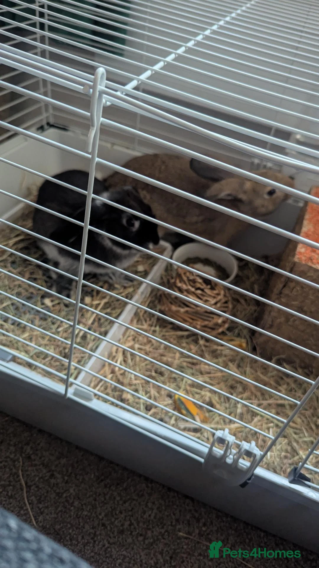 Mixed Breed rabbits for sale: Blacky in Uxbridge - Advert 2