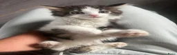 Mixed Breed cats for sale: Super fluffy mixed breed Kittens - Advert 6