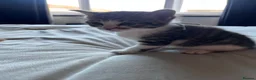 Mixed Breed cats for sale: X4 male kittens  in Hornsea - Advert 16