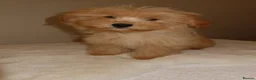 Pomapoo dogs for sale: Pompoo puppies  - Advert 10