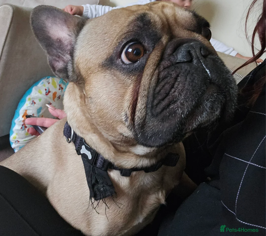 French Bulldog dogs for sale: Bailey the frenchie - Advert 4