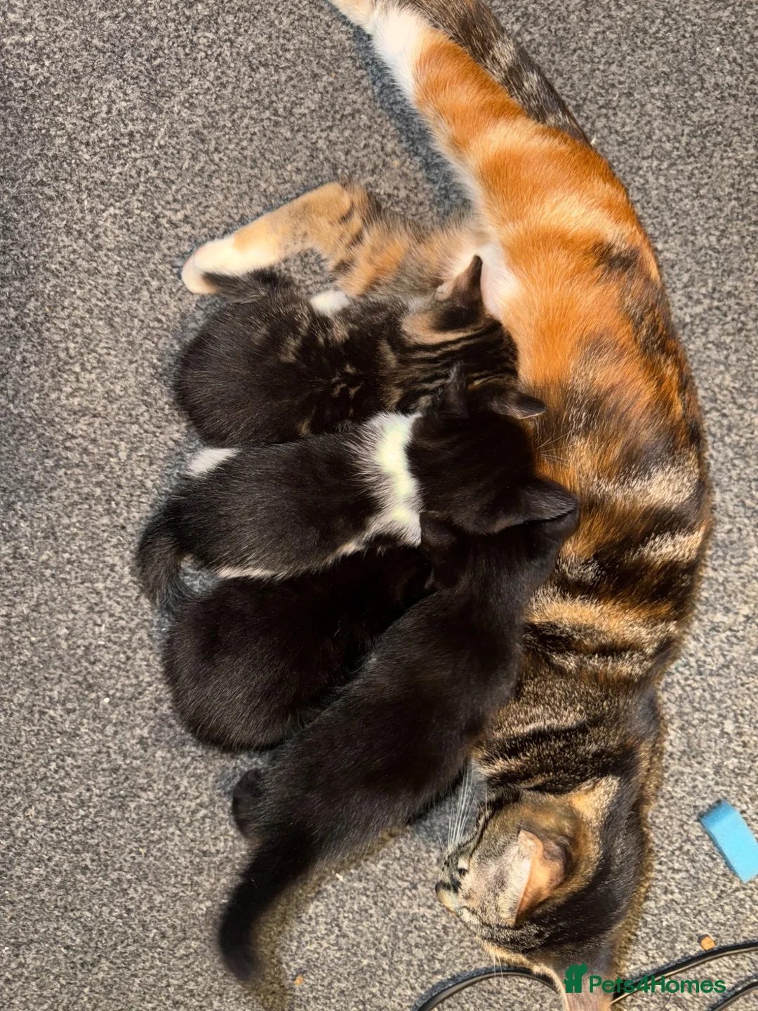 Mixed Breed cats for sale: Kittens for sale  in Musselburgh - Advert 1
