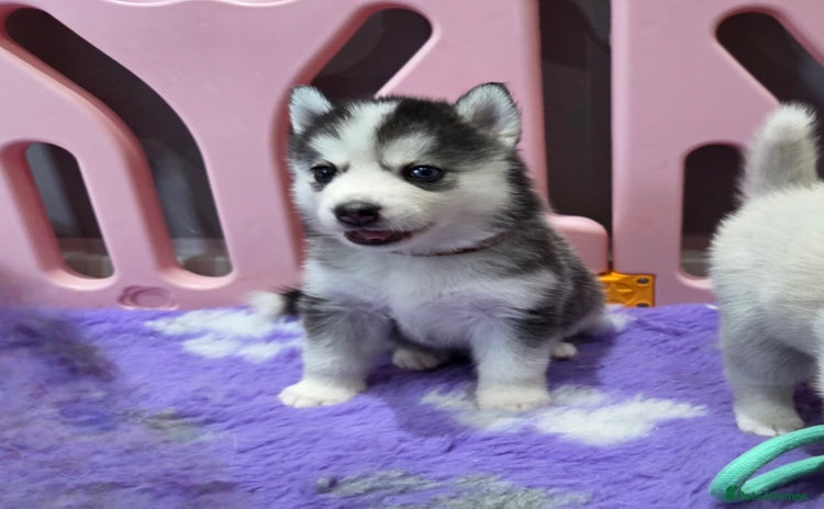 Pomsky dogs - Advert 2