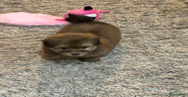 Havanese dogs Three beautiful Havanese  - Advert 16