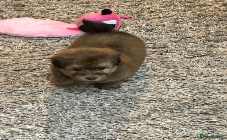 Havanese dogs - Advert 1