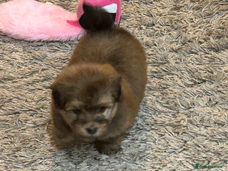 Havanese dogs Three beautiful Havanese - Advert 14